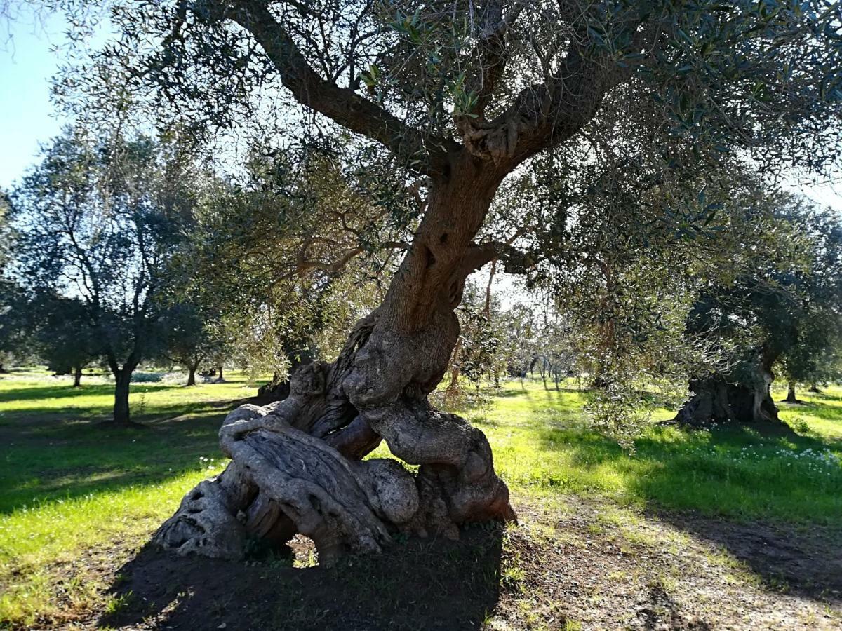 Trullo Alessandro E Villa Raffaela San Vito dei Normanni Dış mekan fotoğraf